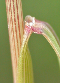 Foxtail Barley