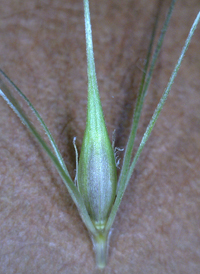 Foxtail Barley