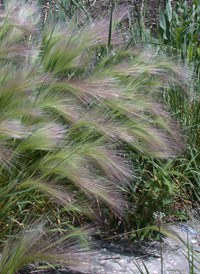 Foxtail Barley