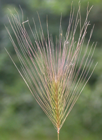 Foxtail Barley