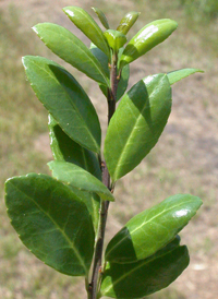 Japanese Holly