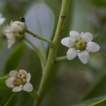 Inkberry Inkberry