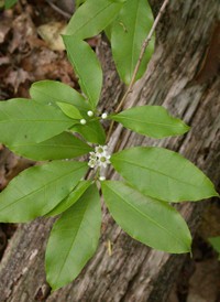 Smooth Winterberry