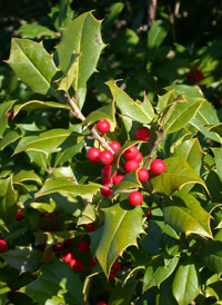 American Holly