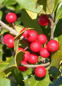 American Holly