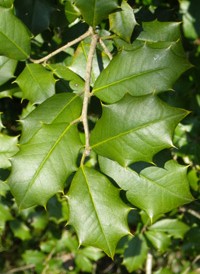 American Holly