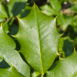 American Holly