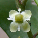 American Holly American Holly