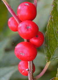 Common Winterberry