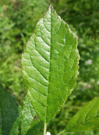 Common Winterberry