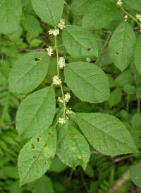 Common Winterberry