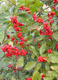 Common Winterberry