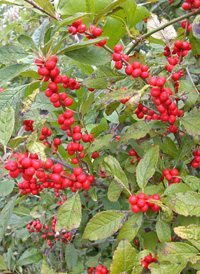 Common Winterberry