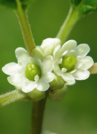 Common Winterberry