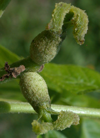 Black Walnut