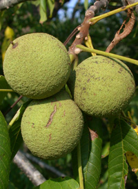 Black Walnut