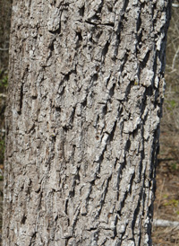 Black Walnut