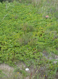 Japanese Shore Juniper