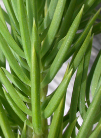 Japanese Shore Juniper