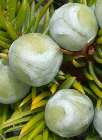 Japanese Shore Juniper