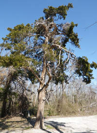 Virginia Juniper