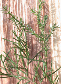 Virginia Juniper