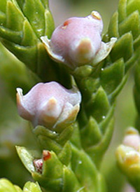 Virginia Juniper