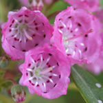 Sheep-laurel Sheep-laurel