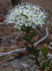 Sand-myrtle