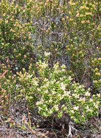 Sand-myrtle