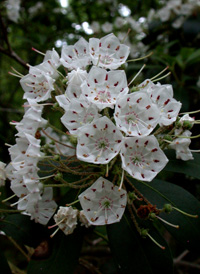 Mountain-laurel