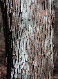 Mountain-laurel