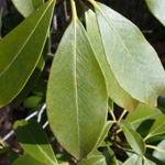 Mountain-laurel Mountain-laurel