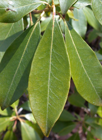 Mountain-laurel