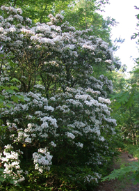 Mountain-laurel