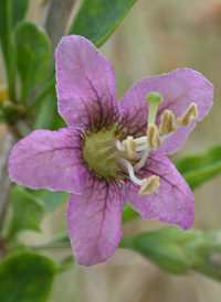 Duke of Argyll's Teaplant