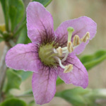 Duke of Argyll's Teaplant Duke of Argyll's Teaplant