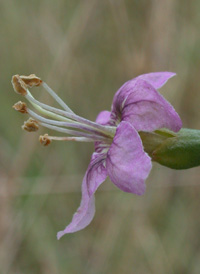 Duke of Argyll's Teaplant