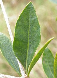 Duke of Argyll's Teaplant