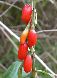 Duke of Argyll's Teaplant