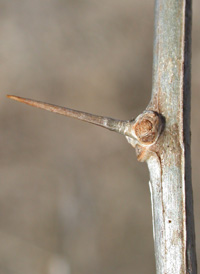 Duke of Argyll's Teaplant