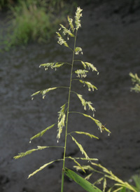 Rice Cut-grass