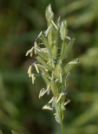 Rice Cut-grass