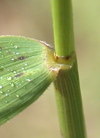 Rice Cut-grass