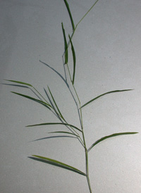 White Cut-grass