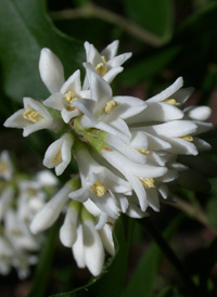 Broad-leaved Privet