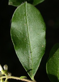 Broad-leaved Privet