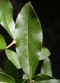 Broad-leaved Privet