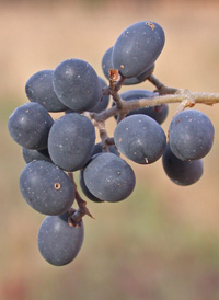 Broad-leaved Privet