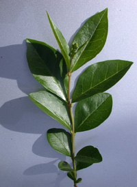 Oval-leaved Privet